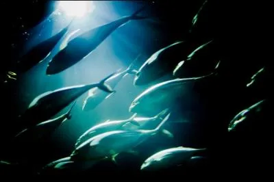 What is likely to be the weakest link in the supply chain of tuna? (Image by David L. )