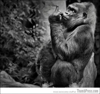 Since 2003, the gorilla population in the Virunga Massif has been rising sharply!