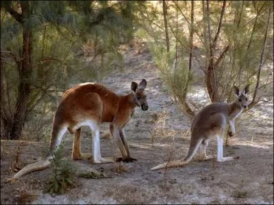 In this sport, just like the kangaroo, you have to know how to use your fists and your feet !