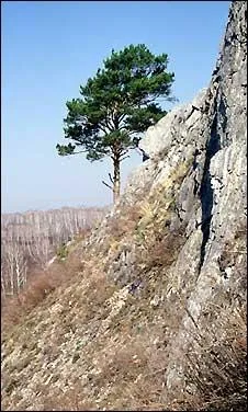 What is Biological Weathering?