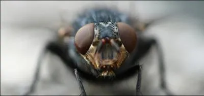 In this country, it can put you to sleep ... definitively!