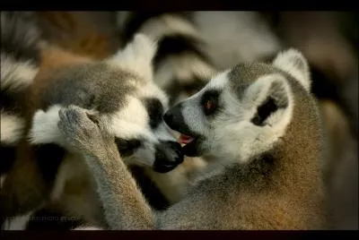 It's here that these primates are found, and nowhere else in the world!