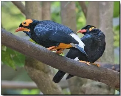 They are among the most beautiful birds in the world, the birds of paradise. Where can you find them?