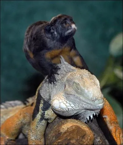 I love the green algae that I find underwater, and during his voyage, Charles Darwin was able to study me and others!