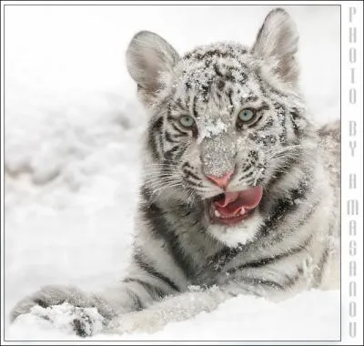 He lives part of the year in the snow and cold, the largest feline in the world, he is protected (as best they can) by the authorities ...