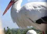 Quiz Le nom des bébés animaux