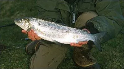 Another option is to fish for it with our friends in Helvetia ...