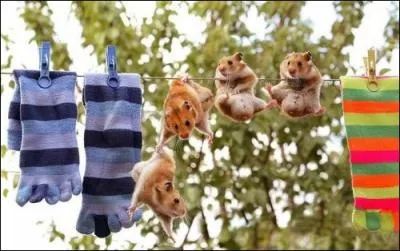 Where can the hamster be found in the wild?