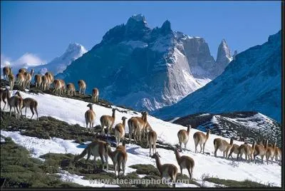 Which French singer and songwriter, accused of evading the taxman, settled in Patagonia?