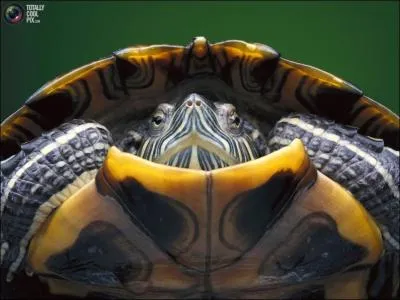 What is the name of this island in the West Indies, which served as a base and refuge for freebooters in the 17th century?