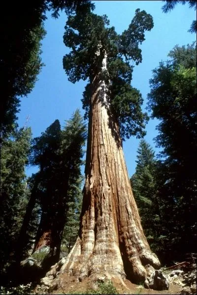 What is the name of this tree that can measure more than 80 meters high?