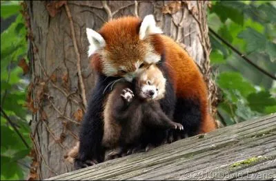 The little panda or red panda lives in Africa !