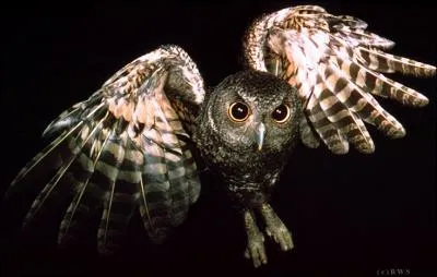 The owl is the female of the owl !