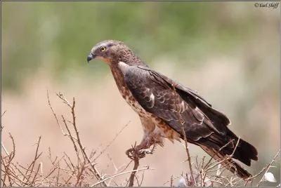 The honey buzzard is a raptor that feeds mainly on wasps and bees!