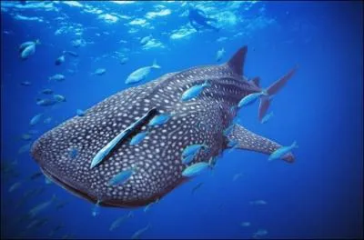 The whale shark is a cetacean !