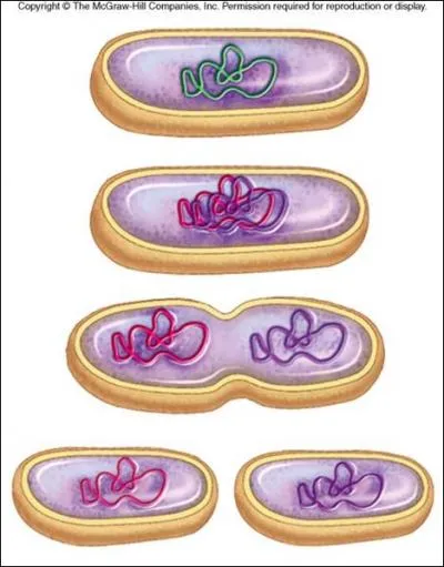 Which type of reproduction is pictured?