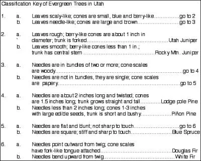 Which organism is most closely related to the Pinon Pine? (click on image to enlarge the taxonomic key)