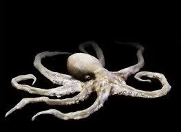 What is this cephalopod with 8 tentacles equipped with large suction cups ?