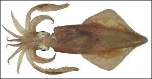 What is this cephalopod with 10 tentacles having only a single feather as a skeleton ?