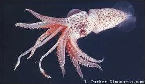 What species are squid (or squid or supions) associated with ?