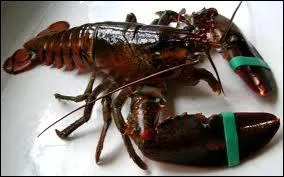 What is this large crustacean with a dark blue shell (turning red when cooked) and provided with 2 huge claws ?