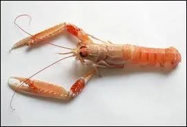 What is this crustacean with a red-brown shell and provided with small claws ?