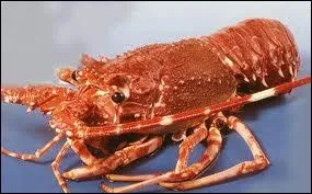 What is this crustacean that has no claws but large spiny antennae ?