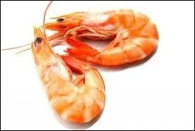 What is this small crustacean ?