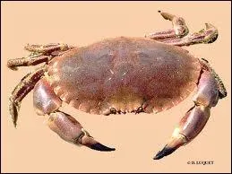 What is this crab-like crustacean with short, sturdy claws ?