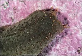 What is this echinoderm used in Asian cuisine