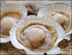 What is this bivalve shell from which we eat the nut ?