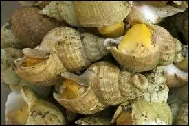 What is this gastropod shell (sea snail) ?