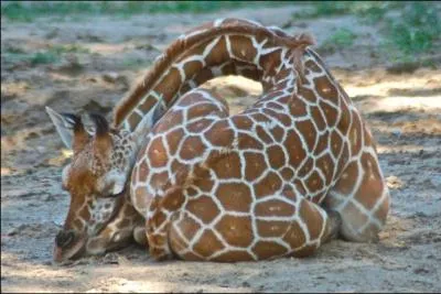 The giraffe (the animal) sleeps very little. In 24 hours, how long does it sleep on average?