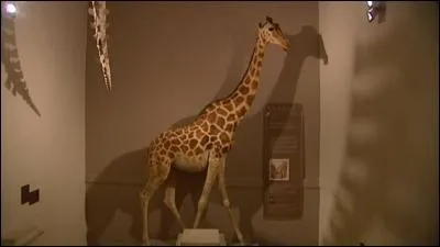 This stuffed giraffe can be seen at the Natural History Museum in La Rochelle. In 1827, it was offered by a vice king of Egypt to the French king of the time, i.e.: