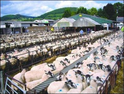 Where is Abergavenny livestock market moving to after campaigners lost a long-running legal battle last week?