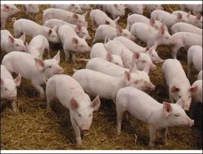 Which supermarket is rolling out direct contracts with beef and pig farmers from January?