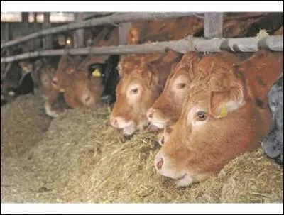 SHROPSHIRE'S economy will be boosted by millions of pounds after which country agreed to lift a controversial 16-year ban on British beef and lamb imports?