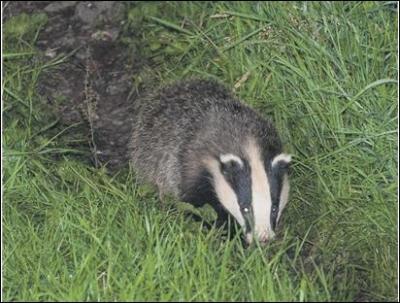 HOW many badgers are said to have been vaccinated in the first of the Welsh Government's five-year badger vaccination programmes?