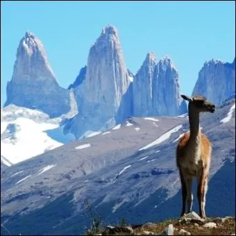 Chile has a width of 175 km. Its length is...