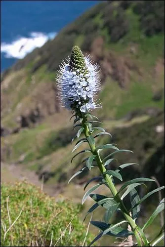 What is this mountain flower ?