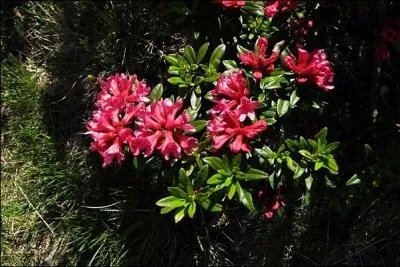 What are these flowers ?