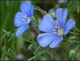 What is this flower ?