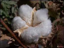 Do you recognize this flower ?