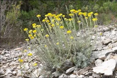 What are these mountain flowers ?