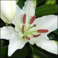 What is this flower ?