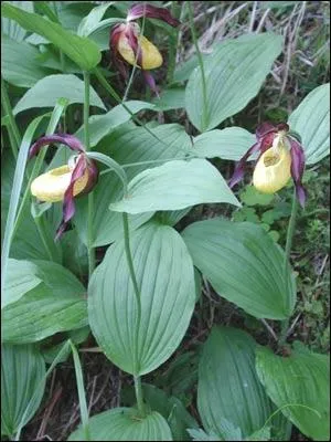 Do you recognize these flowers ?