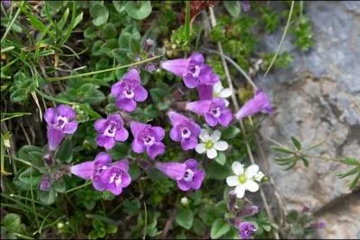 What are these flowers ?
