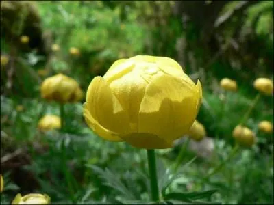 What is this flower called ?