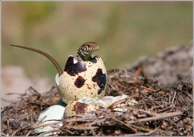 You can conjugate this verb in the sun!