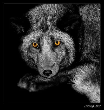 He composed this musical tale Peter and the Wolf!